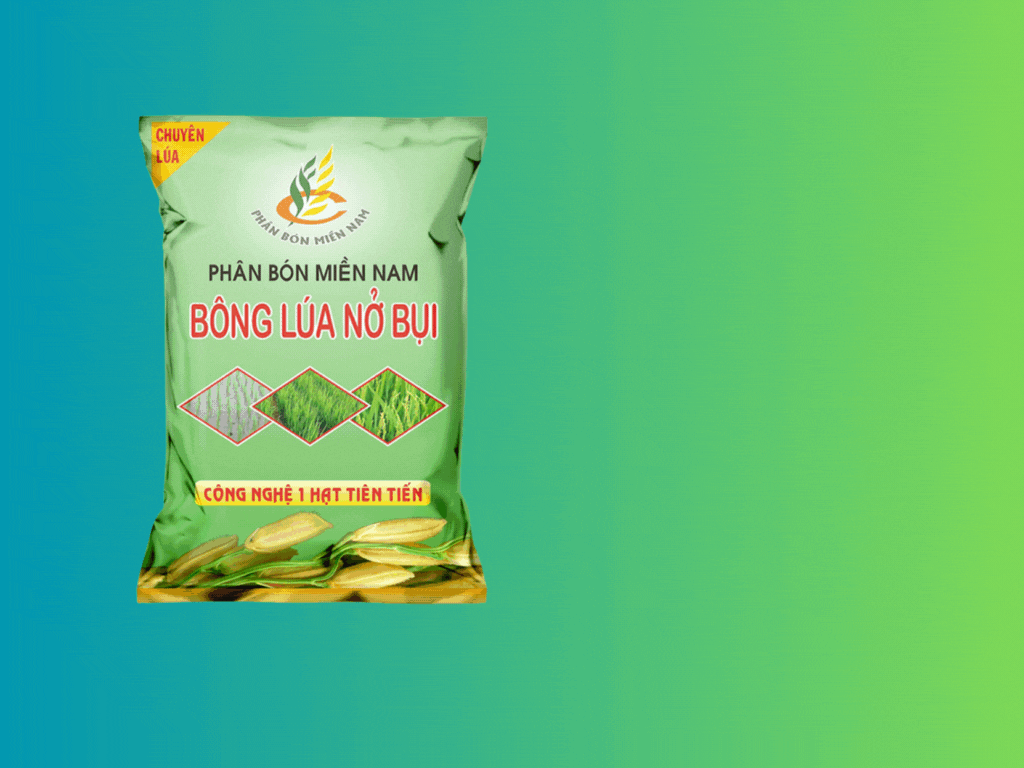 Bông lúa nở bụi