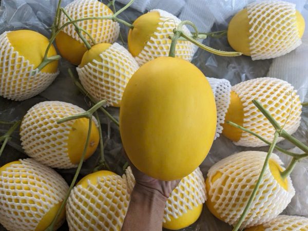 Dưa lưới Hoàng Kim - Ảnh 3